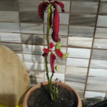 Çiçek Sepeti Kötü Çiçek