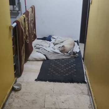 Bursa Büyükşehir Belediyesi Bina İçinde Sokak Hayvanları Besleniyor