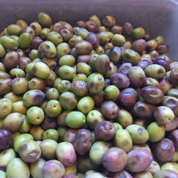 Mut Birlik Tarım Mut Birlik Çürük Ve Yumuşak Ham. Zeytin Gönderdi