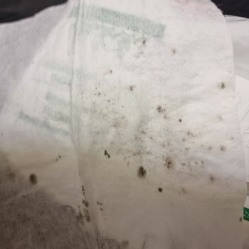 Sleepy Islak Mendildeki Küf Lekeleri