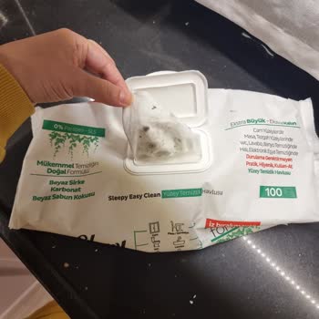 Sleepy Islak Mendildeki Küf Lekeleri