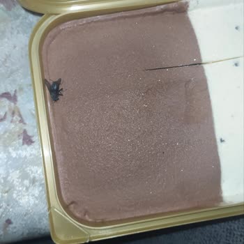 Algida Dondurmanın İçinde Sinek Çıktı