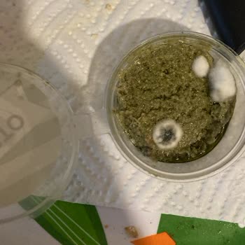 Pişir Küflü Pesto Sos Gelmesi