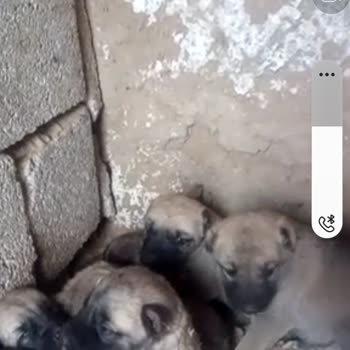 Kangalyavru.com Tezgahına Oyununa Gelmek.