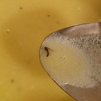 KYK Yemekleri Şikayet