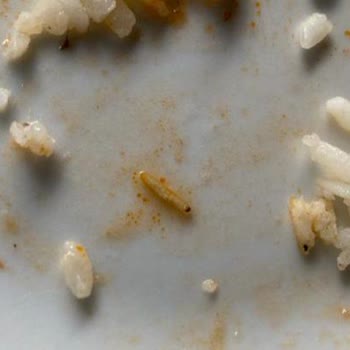 KYK Yemekleri Şikayet