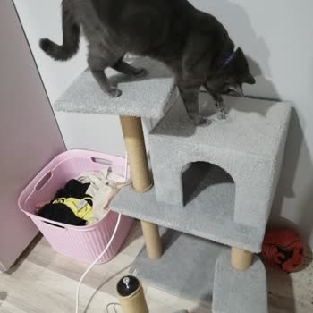 Nursoft Kedi Evim Kırıldı