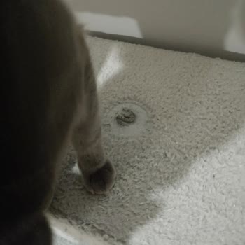 Nursoft Kedi Evim Kırıldı