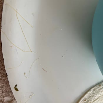 Dardanel Ton Balığı İçerisindeki Maddeler