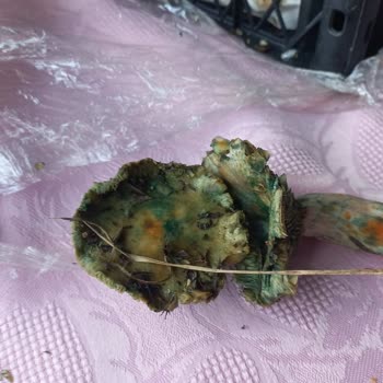 Tazem_safranbolu Bozuk Ürün