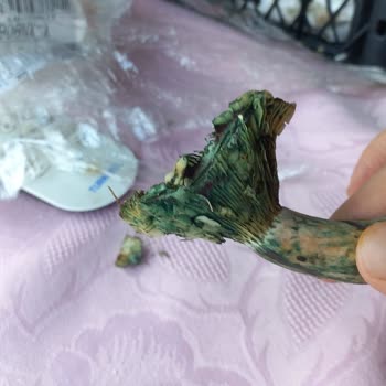 Tazem_safranbolu Bozuk Ürün