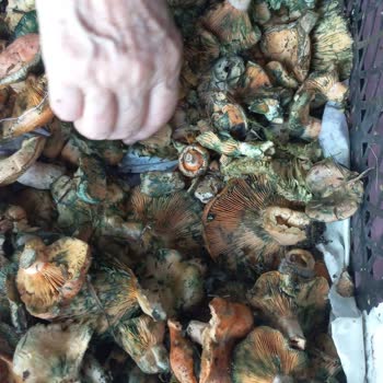 Tazem_safranbolu Bozuk Ürün