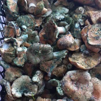 Tazem_safranbolu Bozuk Ürün