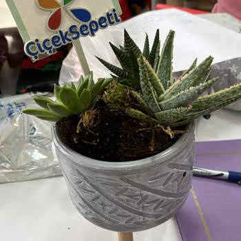 Çiçek Sepeti Mağduriyeti Ve İlgisizliği