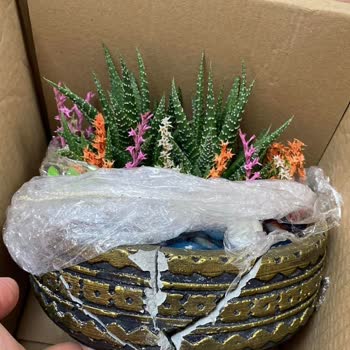 Çiçek Sepeti Ring Serisi Göl Kenarında Haworthia Teraryum