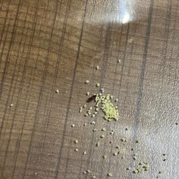 BİM Durum Buğdayı İrmiğinden Böcek Çıktı!