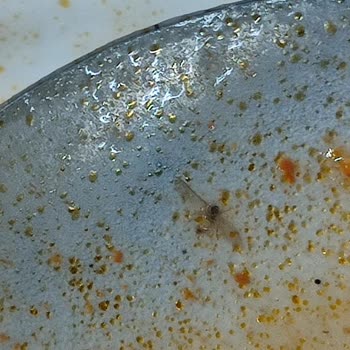 Kredi Ve Yurtlar Kurumu Yemeğinde Sinek