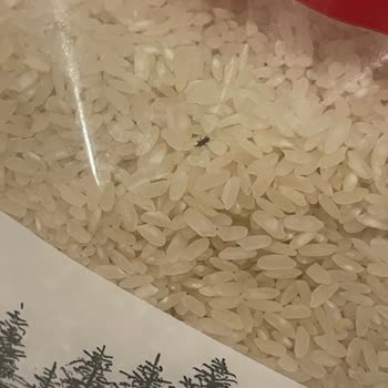 Girne Bulvarı Carrefour SA Böceklenmiş Kuru Gıdalar