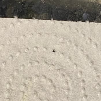 Nestlé İyi Büyüsün İyi Yaşasın Sma Laktozsuz Mamada Çözünme Ve Hijyen Sorunu