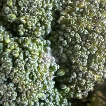 Migros'un Kurtlu Böcekli Küflü Sebzeleri