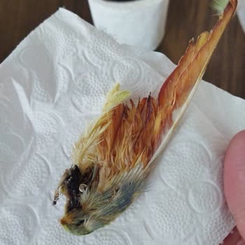 Çare Veteriner Kliniği Yanlış Uygulama Ve Tedavi Takibi Yanlışlığı