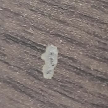 Bellona Pişmanlıktır Teshir Urunu Yolladılar