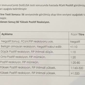 Veterineryam Kedime Yanlış Tanı Koydular Fip!
