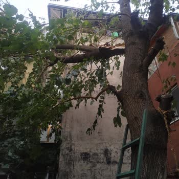 Osmangazi Belediyesi Kırılan Ağacın Kesilmeme Sorunu