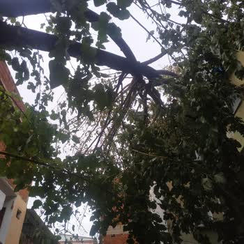 Osmangazi Belediyesi Kırılan Ağacın Kesilmeme Sorunu