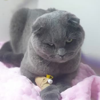 Kuğulu Veteriner Kliniği Yanlış Tedavi