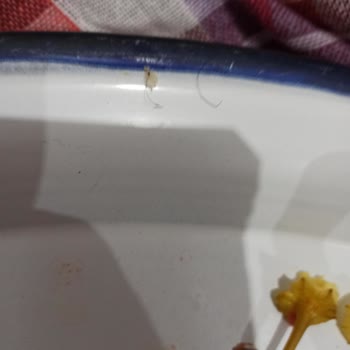 Şampiyon Kokoreç Kıl Ve Çok Ağır Koku Gelmesi