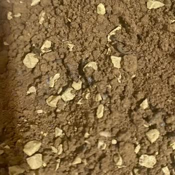 BİM Vip Claşsiç Kahve Böcek