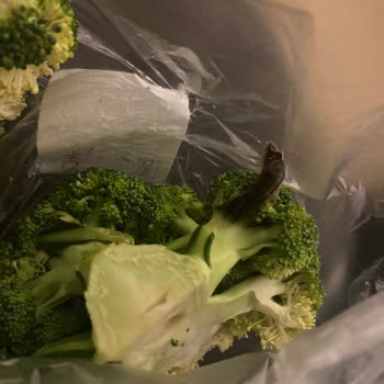 Carrefour SA Siparişimin İçinden Böcek Çıktı