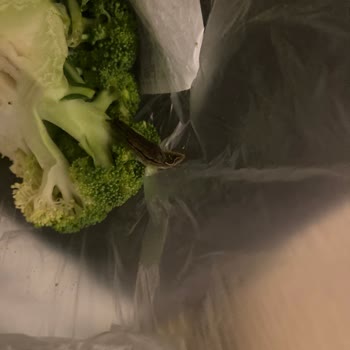 Carrefour SA Siparişimin İçinden Böcek Çıktı