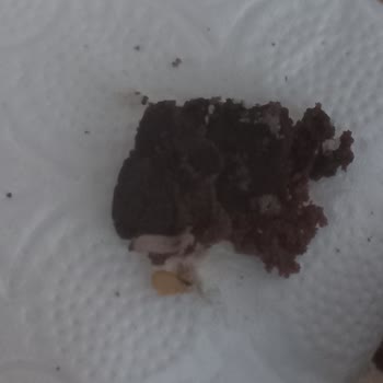 BİM Casey Marka Kek Kurt Çıktı