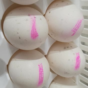 İtimat Tavukçuluk Bozuk Yumurta Satımı