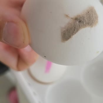 İtimat Tavukçuluk Bozuk Yumurta Satımı