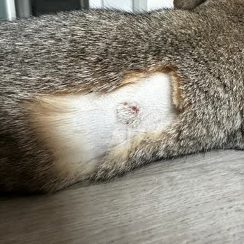 Vet360 Veteriner Kliniği Aşı Gibi Basit Bir Şeyde Bile Yavrumu Enjeksiyon Yarası Yaptı