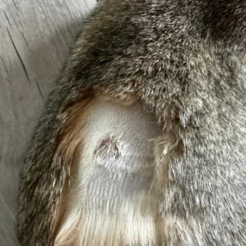 Vet360 Veteriner Kliniği Aşı Gibi Basit Bir Şeyde Bile Yavrumu Enjeksiyon Yarası Yaptı