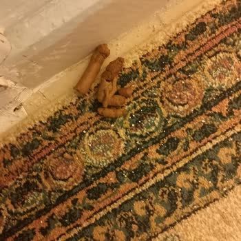 Sürat Kargo Petbal Kedi Kumu Siparişi Eve Getirmedi