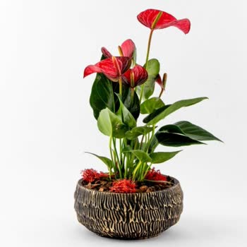 ÇiçekSepeti Görsel Yollansaydı İptal Ederdim