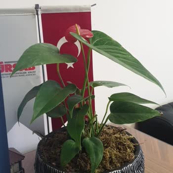 ÇiçekSepeti Görsel Yollansaydı İptal Ederdim