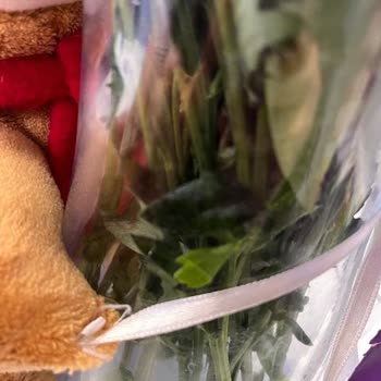 Çiçek Market Küflü Gönderilen Çiçek Hakkında