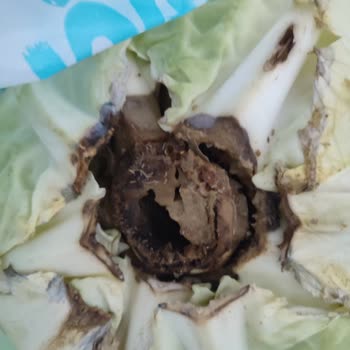 A101 Çalışanı Kurtlu Çürümüş Ürünü Bilerek Getirmişler!