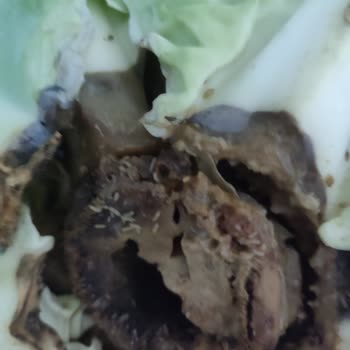 A101 Çalışanı Kurtlu Çürümüş Ürünü Bilerek Getirmişler!