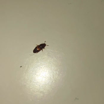 Çerezya Böcekli Çıkıyor Aman Dikkat