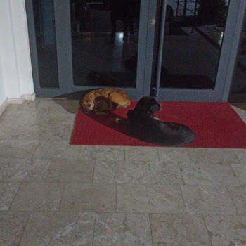 Nazilli Belediyesi Köpek Sorunu
