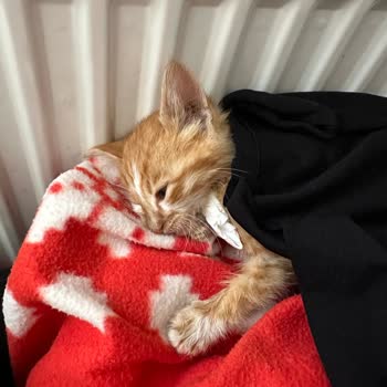 Teknovet Fiproes Ense Damlası