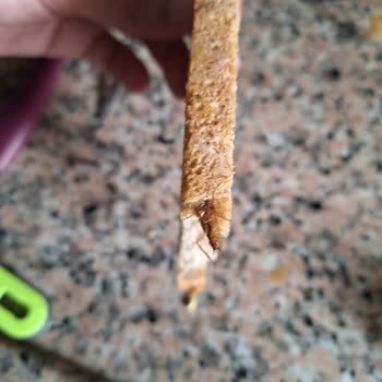 BİM' Den Aldığım Ekmeğin İçinden Böcek Çıktı