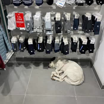 Mavi Temizlik Ve Hijyen Bakımından Çok Zayıf